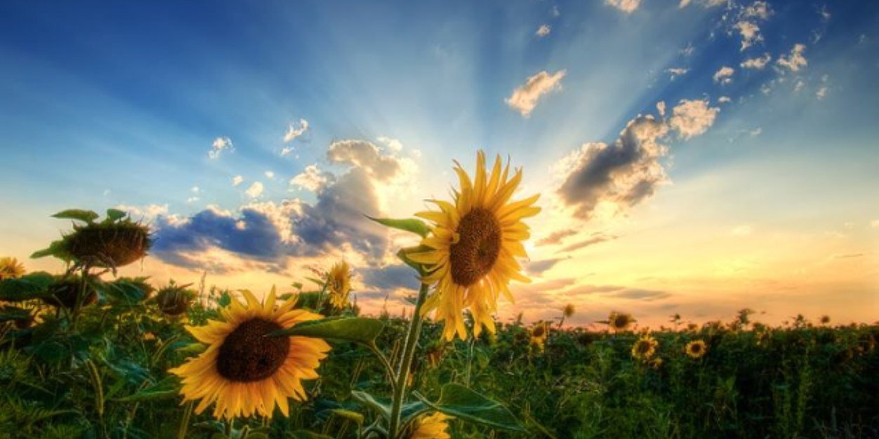 AnitaDisousa's profile banner image