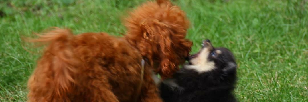 AbbySurrette's profile banner image