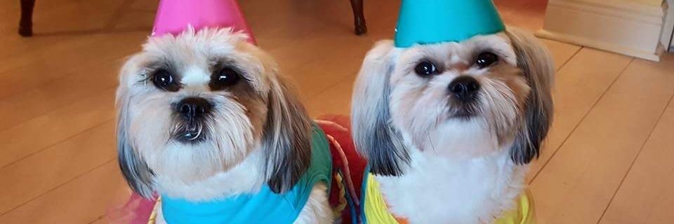 RaysFanDenise's profile banner image