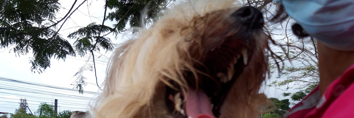 SC_dominguez's profile banner image