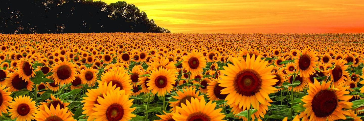 ILIANA0722's profile banner image