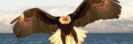 krtalannesi's profile banner image