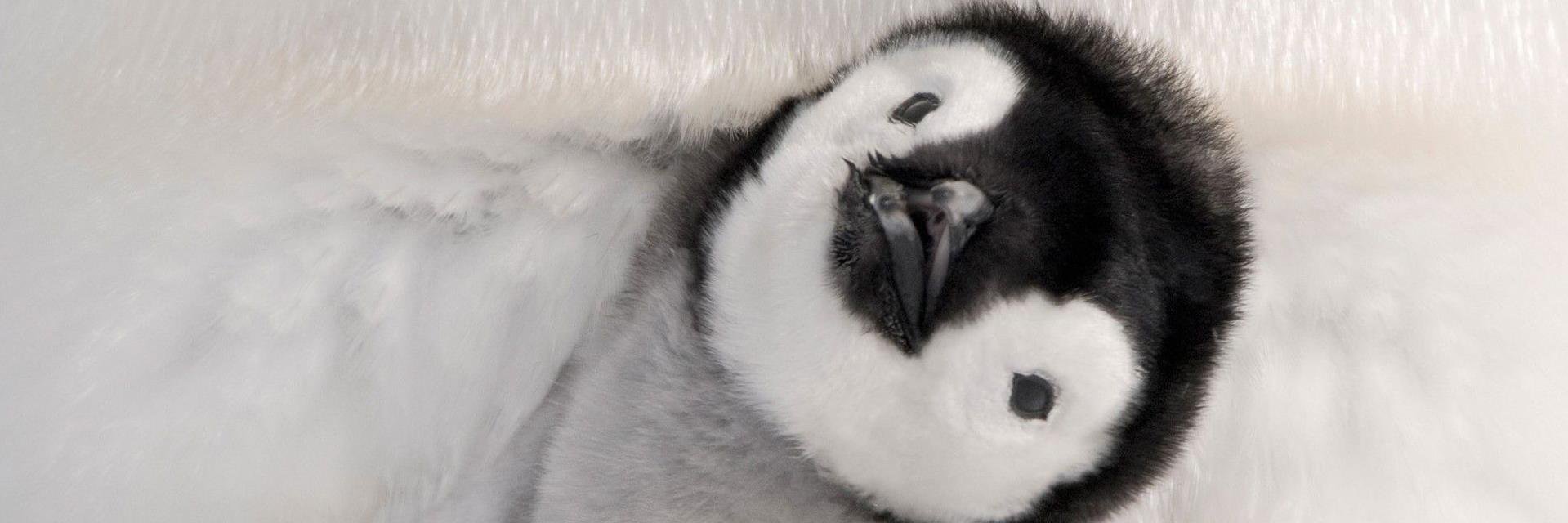 PenguinPiglet's profile banner image