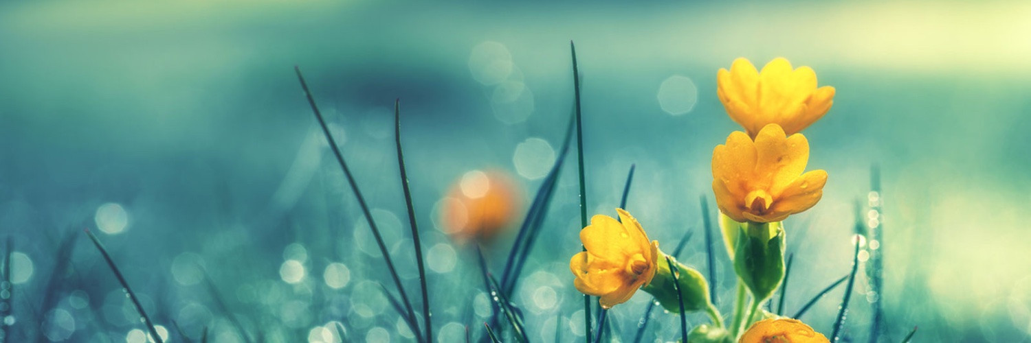 dwshizen's profile banner image