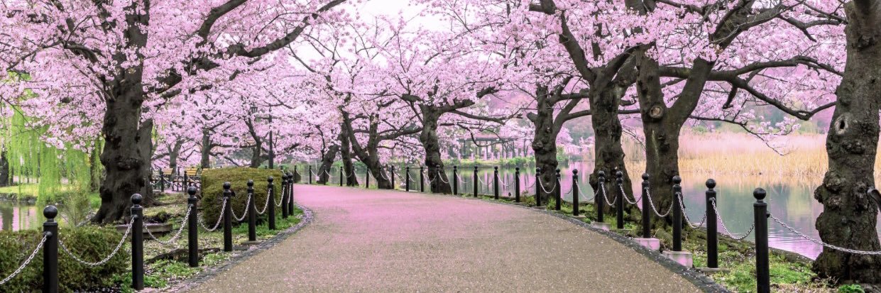 aneba_san's profile banner image