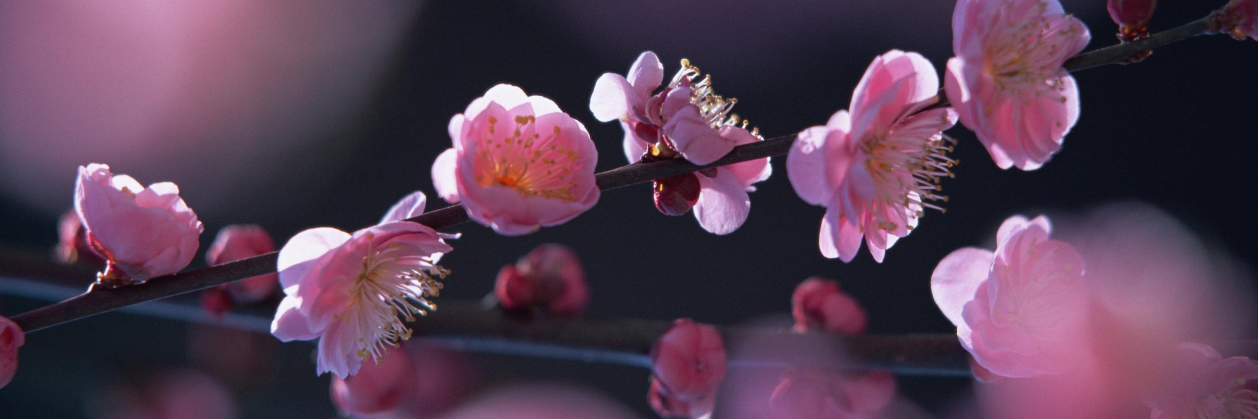 karine_ataide's profile banner image
