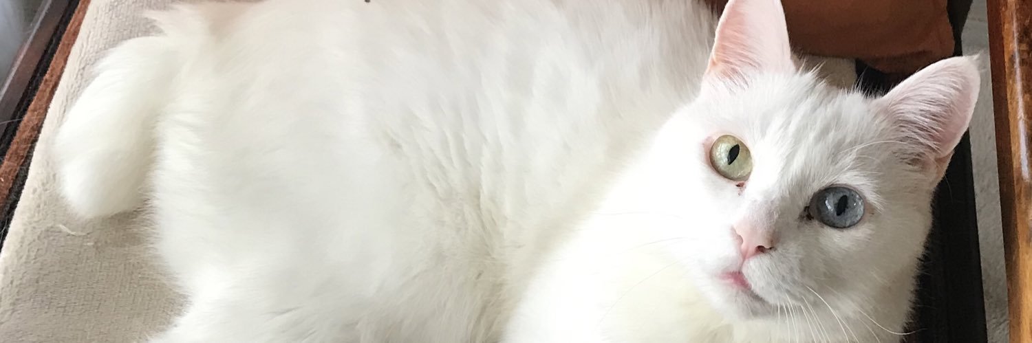 bb_luv_charu's profile banner image