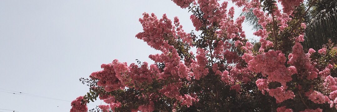 torichamberlain's profile banner image