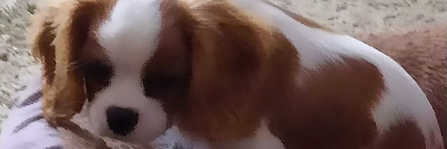 coloughlin310's profile banner image