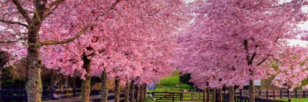 serious 🇸🇦 banner