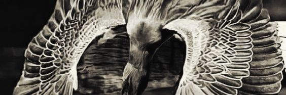 seviorakoglu's profile banner image