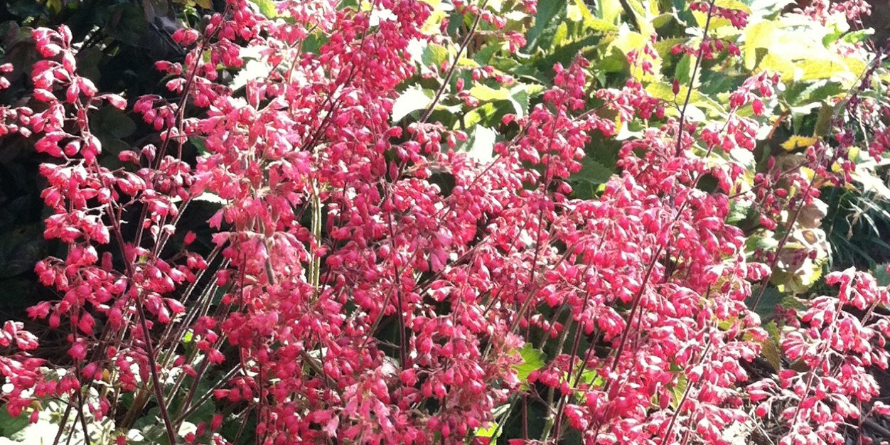 leflowers's profile banner image
