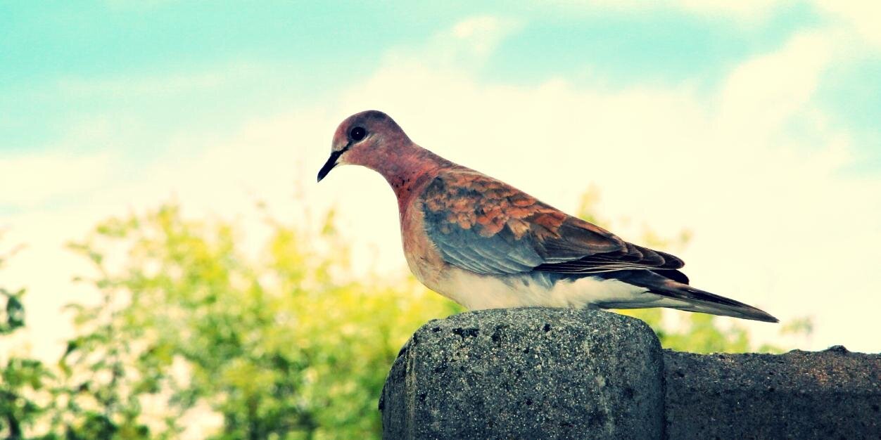 richardkuiper's profile banner image