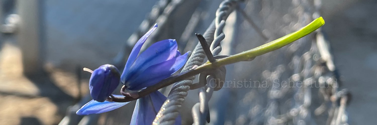 trispus's profile banner image