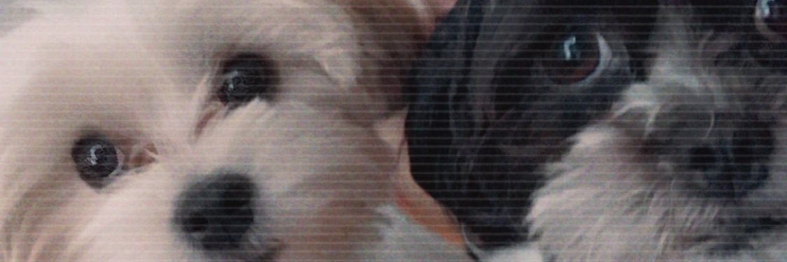 Jessica_Ecton5's profile banner image