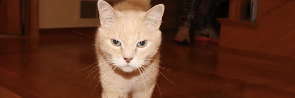 A_Cat24's profile banner image