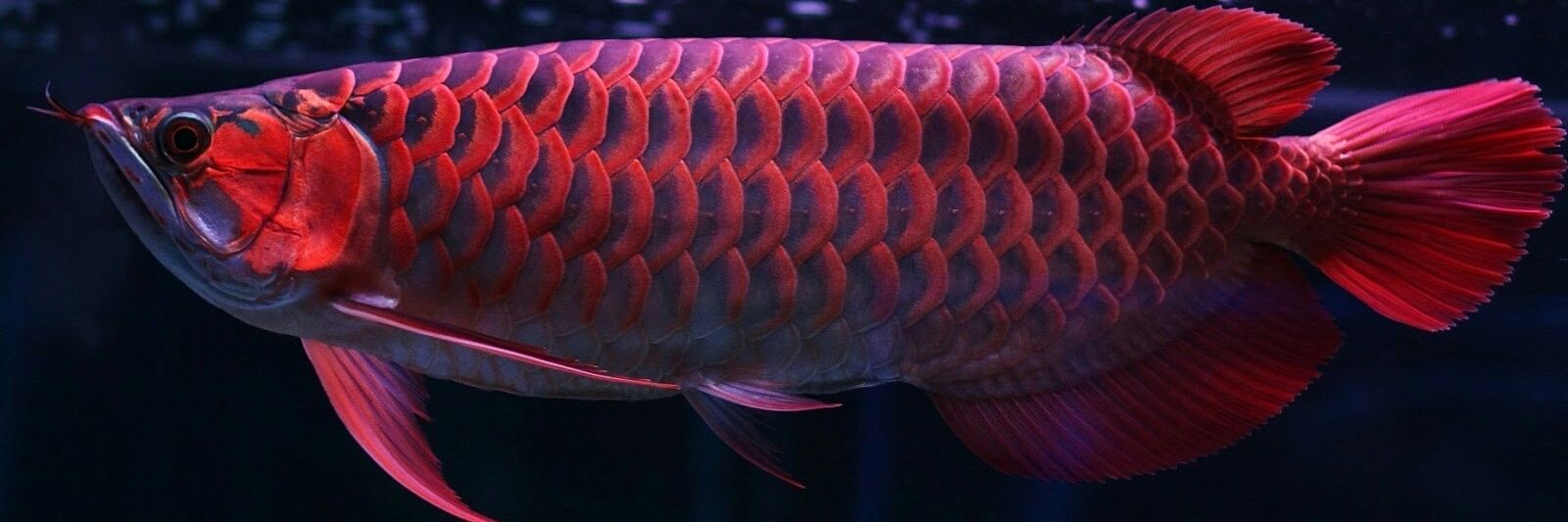 susandaba's profile banner image
