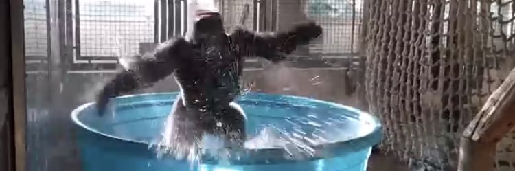 yanny greeneedle banner