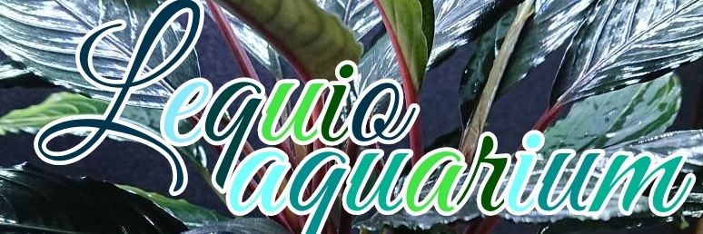rainforest_098's profile banner image