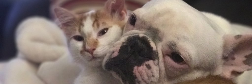 cheyenne_inman's profile banner image