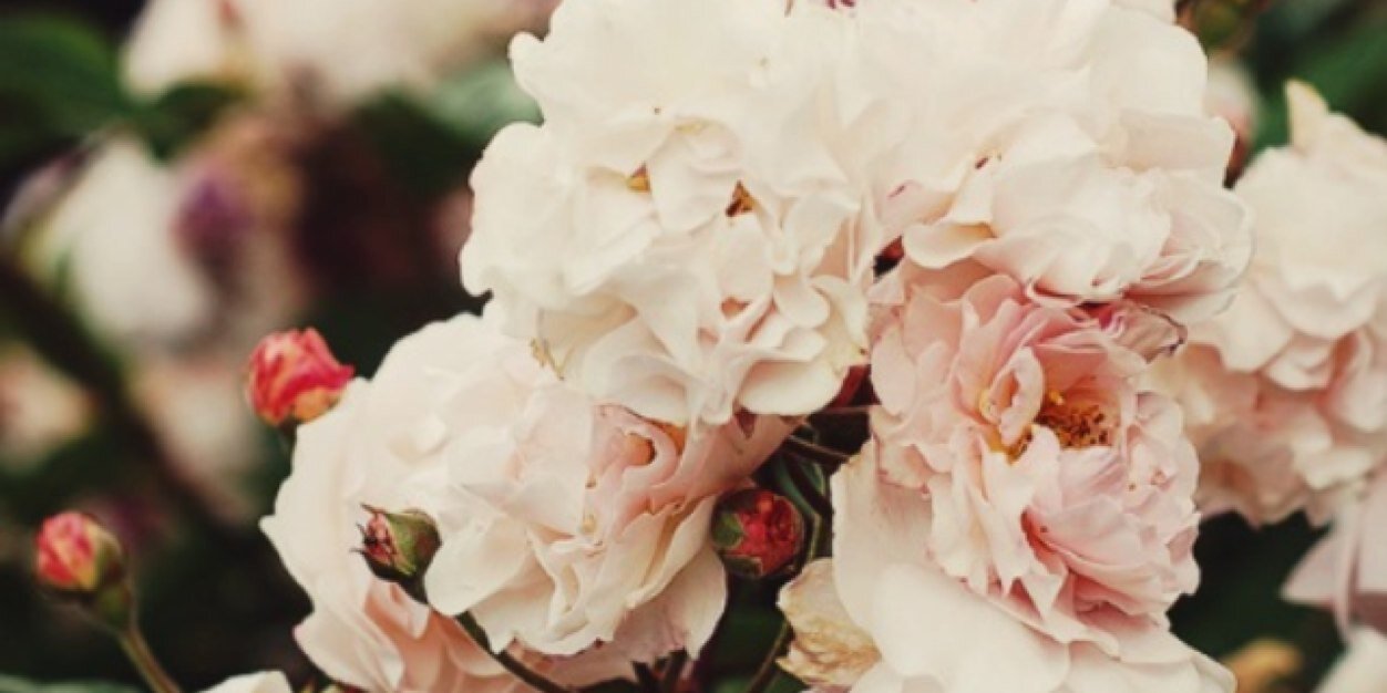 danelledoee's profile banner image