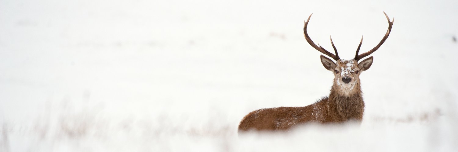 DerbysWildlife's profile banner image