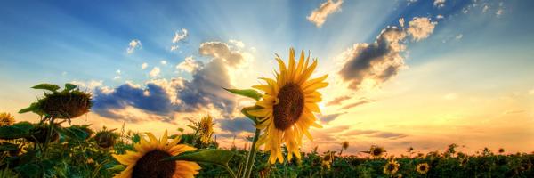 kmeadows0904 Profile Banner