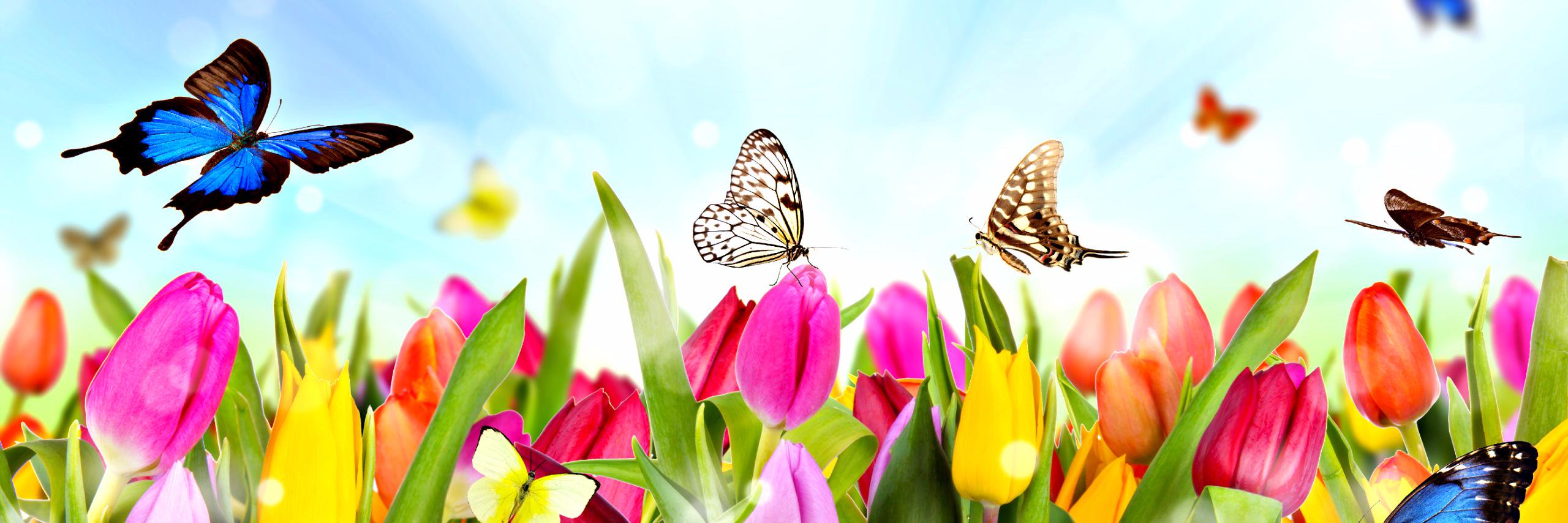 Faten Hanna banner