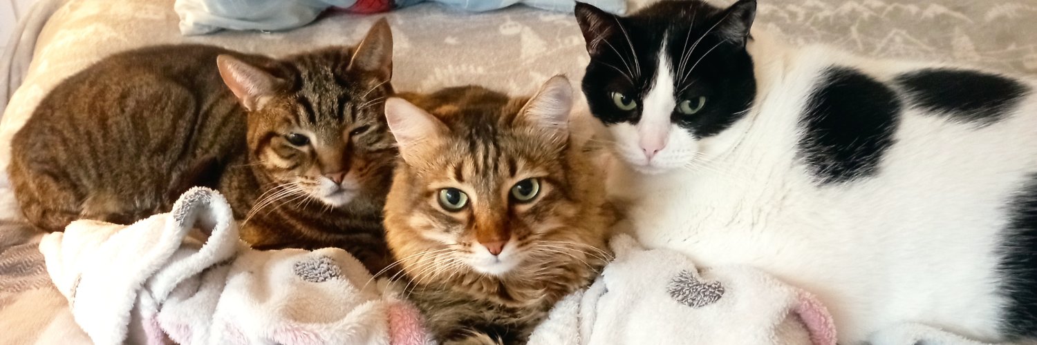 fariadelfar's profile banner image