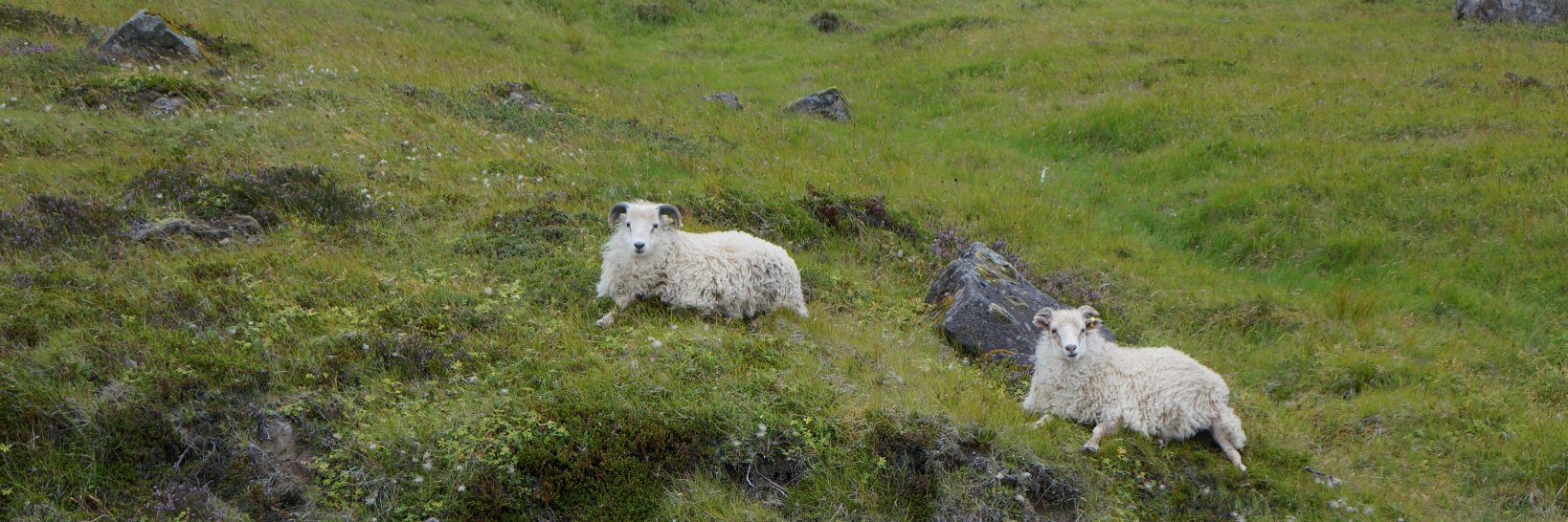 Albína Hulda Pálsdóttir 🦴🐏🐴 👩‍🔬 🧬🇮🇸 banner