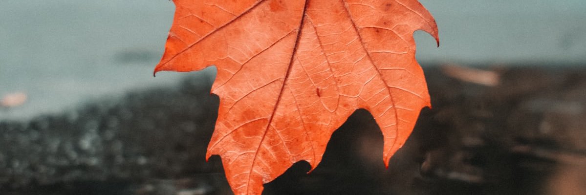 haticebosca's profile banner image