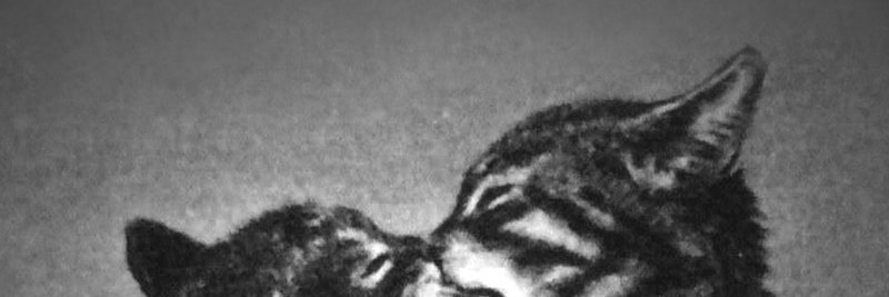 tanknedali's profile banner image