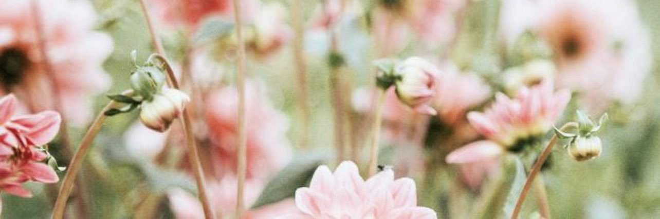 DanielleMeng's profile banner image