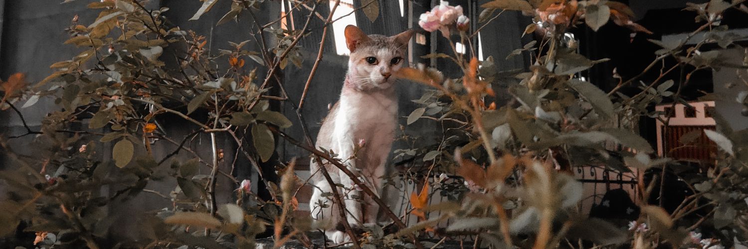 mridhoard's profile banner image