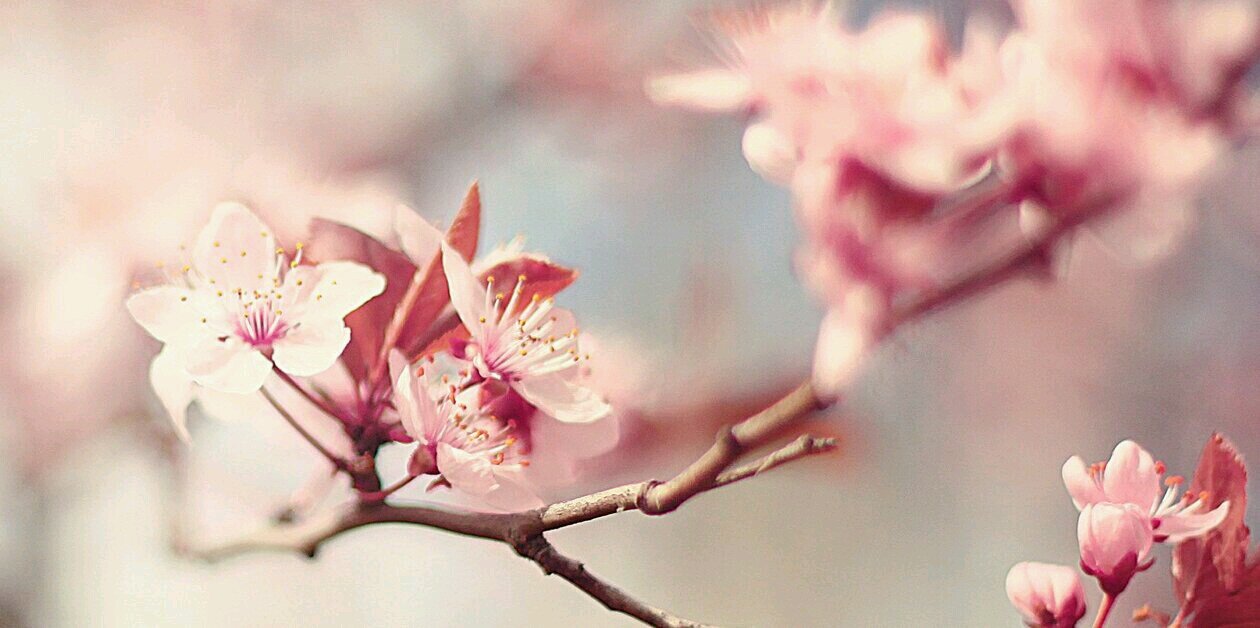 deya_do's profile banner image