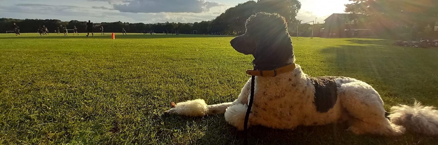 Natalie Whitestone banner