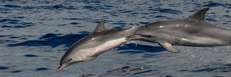 Protect Dolphins banner