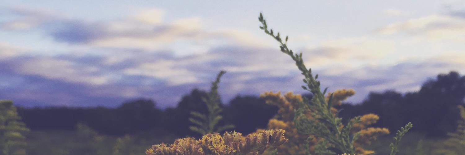 twoflyinghawks's profile banner image
