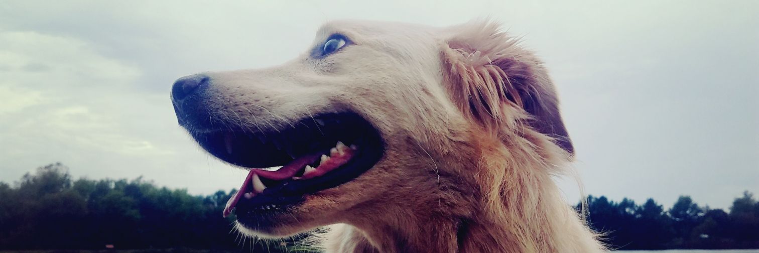 schwentker6's profile banner image