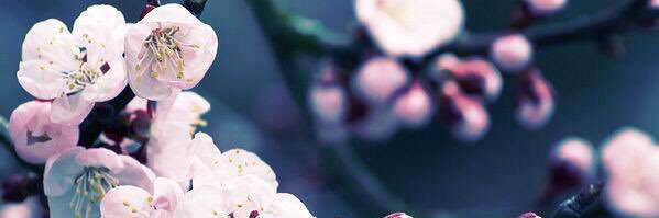 red_blue251's profile banner image