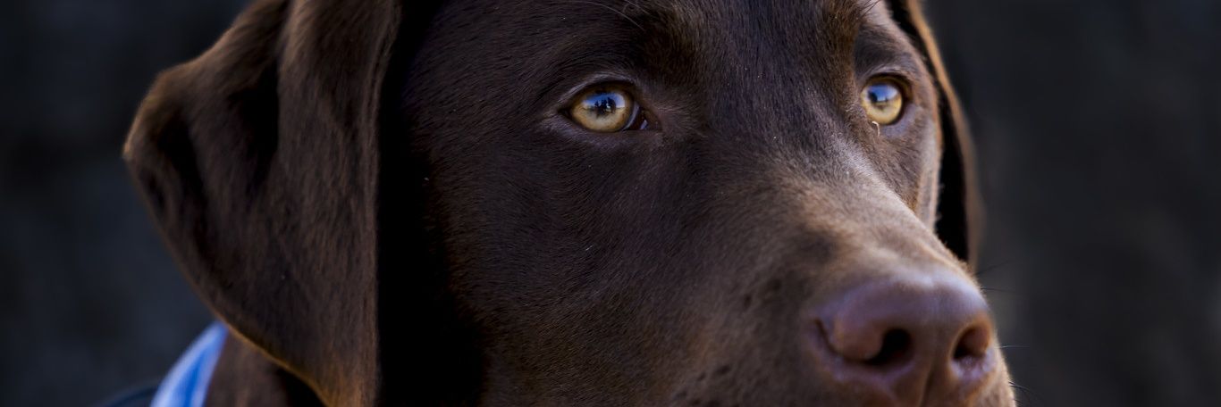 ShamusAnderson's profile banner image