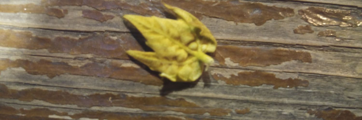 sonertastan1's profile banner image