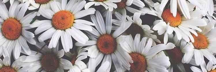 nimia07's profile banner image