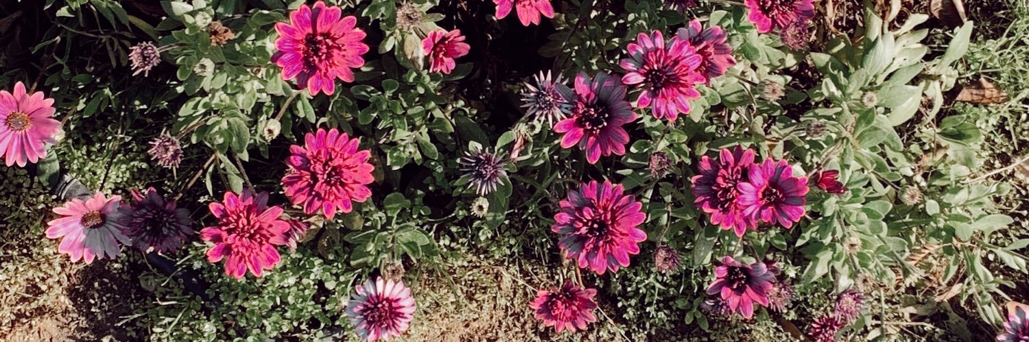 isa 🌻 banner