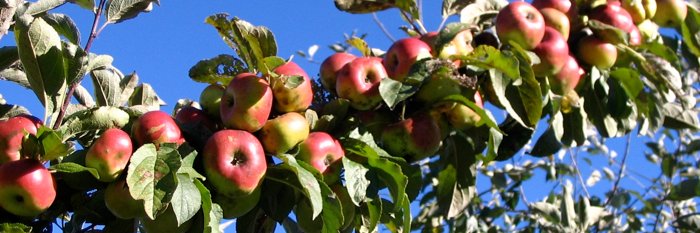 Adam's Apples banner