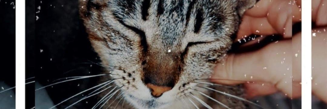 viczapella's profile banner image