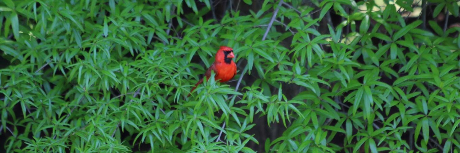 Doug Frietchen banner