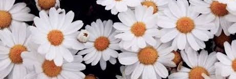 _danielagilM's profile banner image