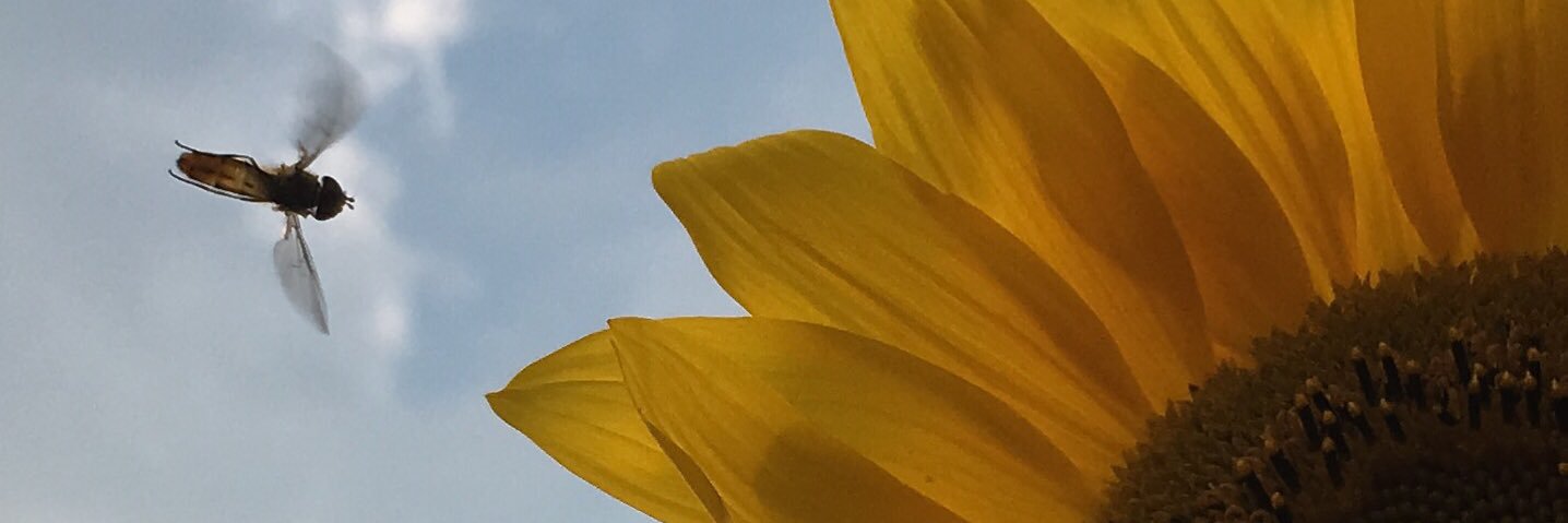 GreenShoes526's profile banner image