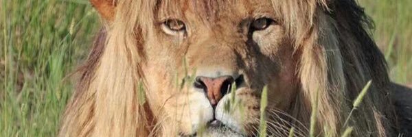 Dutendoosh's profile banner image